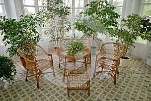 Wicker chairs and table. Natural rattan furniture and flower pots in a sunny living room