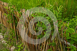 Wicker fence of twigs