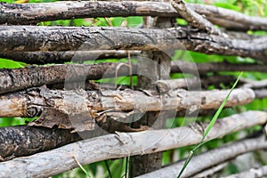 Wicker fence in a village on a background of green grass