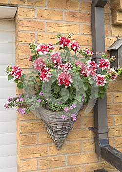 Wicker hanging basket with multi-colored pink and white petunia