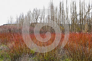 Mimbre plantación campo en 