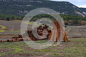 Wicker plantation fields in CaÃÂ±amares, Cuenca