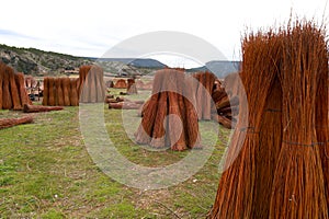 Wicker plantation fields in CaÃÂ±amares, Cuenca