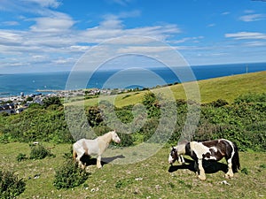 Wicklow Harbour seen from the hills with poney