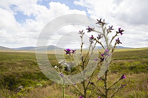 Wicklow Mountains National Park in Ireland