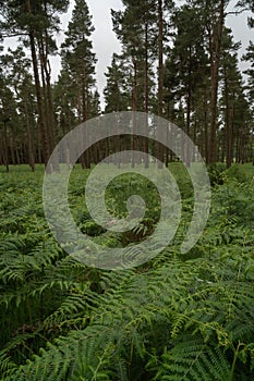 Wicklow Mountains Road and Bicycles. This place is famous for uncontaminated nature, misty landscapes, and spectral lakes. fern in