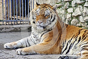 Wid animal. Tiger - Panthera tigris