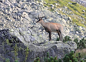 Wid mountain goat