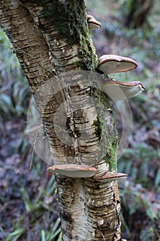 Mushrooms on a Tree