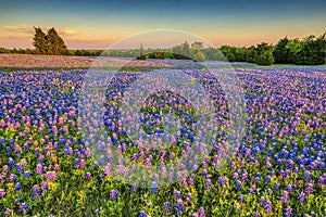 Wid Texas Bluebonnets