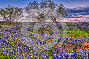 Wid Texas Bluebonnets