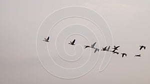 Wide aerial shot of a flock of birds flying in the sky