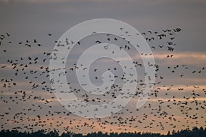 Wide aerial shot of a flock of birds flying in the sky