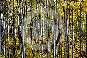 Wide Angle Aspen Grove