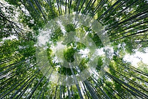 Wide angle bamboo forest