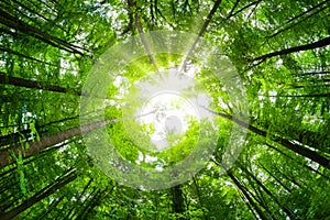 Wide-angle canopy shot in a beautiful green forest