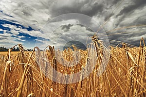 Wide angle close up of rye field