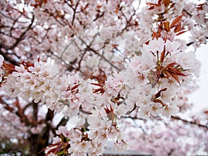 Wide angle close-up of Sakura flowers and leaves on tree branch, Himeji, Japan