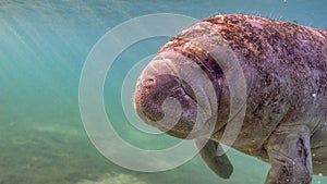 Wide angle close up of a West Indian Manatee