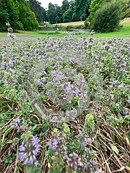 Wide angle closeup on an aggregation of purple flowering pennyroyal mint , Mentha pulegium