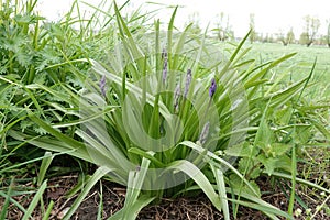 Wide angle closeup on an emerging blue flowered Hyacinth plant, Hyacinthoides hispanica at a road side