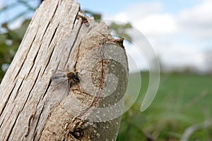 Wide angle closeup on a female mellow miner solitary bee, Andrena mitis , sitting on a pole