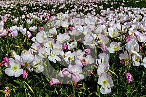 A Wide Angle Closeup of a Field Packed with Hundreds of Pink Texas Pink Evening Primrose Wildflowers photo