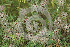 Wide angle closeup on the red starclover, Trifolium stellatum