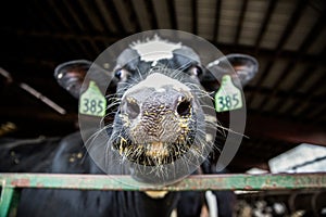 Wide Angle Cow Portrait