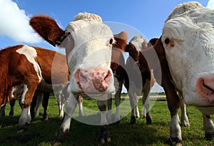 Wide-angle cows