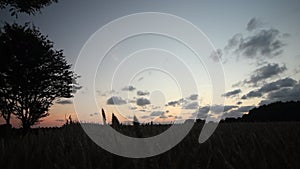 Wide angle Dolly shot around Wheat Field and tree silhouetted against a Sunset Magic hour