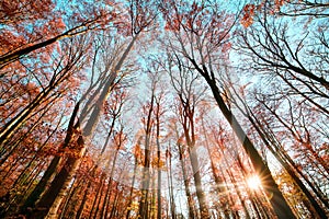 Wide angle forest shot with the sun and blue sky