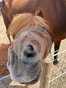 Wide angle funny portret of a small brown poney looking into the lense photo