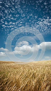 Wide angle Golden Fields