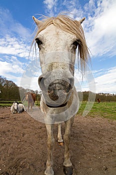 Wide angle horse portrait