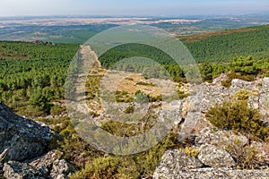 Huge firebreak and pine tree forest