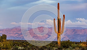 Wide Angle Landscape Sunset Image Of Lone Cactus With Mountains