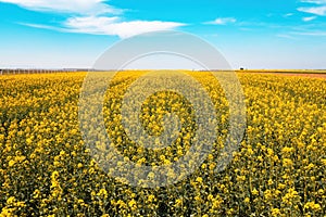 Wide angle landscape shot of blooming canola rapeseed field on sunny spring day