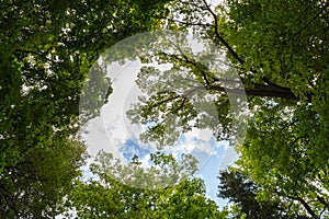 Wide-angle low canopy shot in green forest, upwards view to the treetops with green foliage and blue sky an white clouds