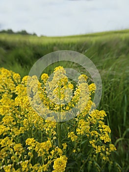 Wide angle macro of the blossoms of herb barbara (Barbarea vulgaris), resulting in an unusual perspective