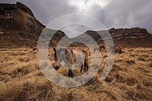 A wide angle mountain landscape of horses grazing in nature