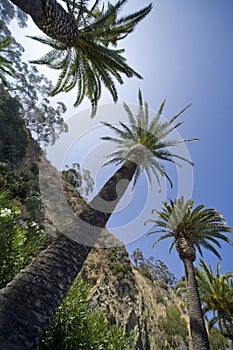 Wide Angle Palm Trees