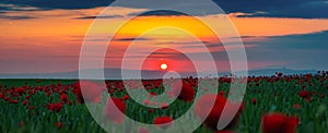 Wide angle panorama of field with blooming red poppies at sunset time