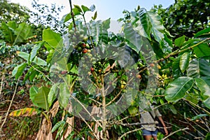 Wide-angle photo of coffee tree with beans