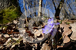 Wide-angle photo of a view of a forest understory and the genus Violets Hepatica in the family Ranunculaceae. Violets. A wonderful