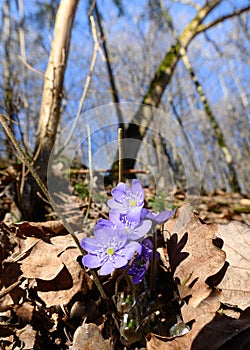 Wide-angle photo of a view of a forest understory and the genus Violets Hepatica in the family Ranunculaceae. Violets. A wonderful