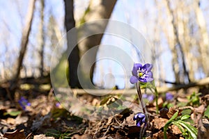 Wide-angle photo of a view of a forest understory and the genus Violets Hepatica in the family Ranunculaceae. Violets. A wonderful