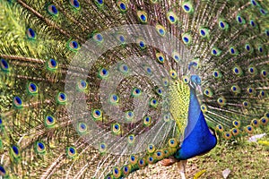 Wide angle photography of an Indian peafowl in full dispaly