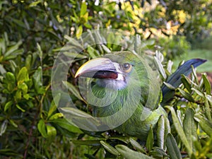 Wide angle photography of a young white-throated toucanet