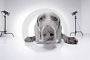 Wide angle portrait of an adorable Weimaraner dog